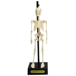 Modelo anatómico do esqueleto Rex London