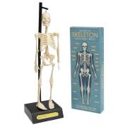 Modelo anatómico do esqueleto Rex London